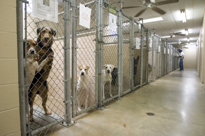 http://ilostmydog.org/AnimalShelter.jpg